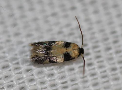 Réf. 342 580 : Etainia decentella